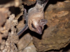 Taphozous melanopogon