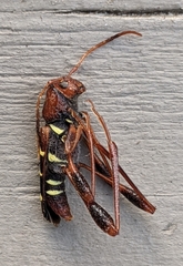 Neoclytus acuminatus