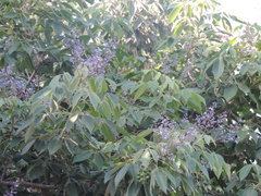 Vitex gaumeri