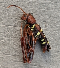 Neoclytus acuminatus