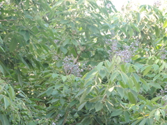 Vitex gaumeri