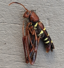 Neoclytus acuminatus