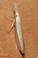 Pleurota