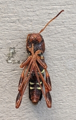 Neoclytus acuminatus