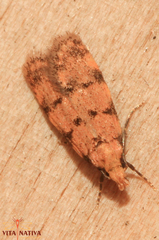 Symmoca tofosella