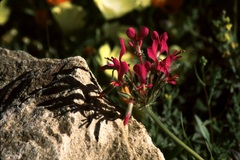 Pelargonium incrassatum