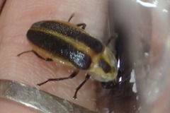 Photuris frontalis