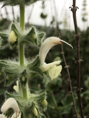 Salvia dominica