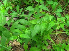 Lithospermum latifolium