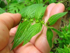 Lithospermum latifolium