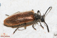Lagria grenieri