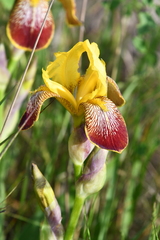 Iris variegata