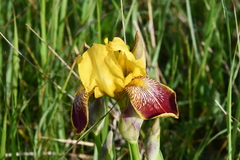 Iris variegata