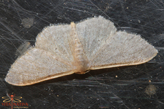 Idaea predotaria