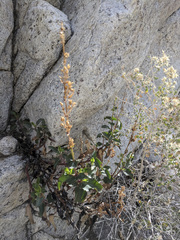 Penstemon clevelandii clevelandii