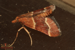 Stemmatophora combustalis