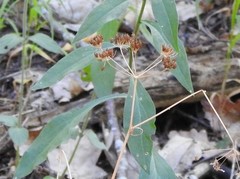 Conopodium pyrenaeum