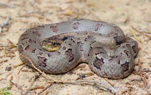 Eastern Hognose Snake