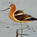 American Avocet - Photo (c) Ad Konings, some rights reserved (CC BY-NC), uploaded by Ad Konings