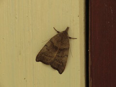 Tortricopsis euryphanella