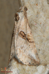 Zebeeba falsalis