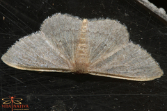 Idaea predotaria