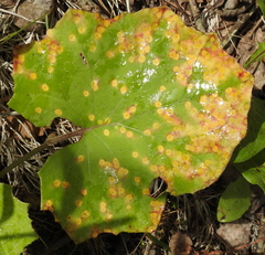 Puccinia poarum