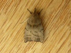 Tortricopsis euryphanella