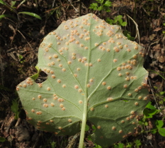 Puccinia poarum