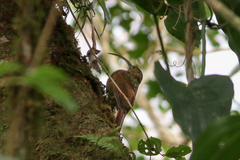 Campylorhamphus pusillus