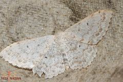 Scopula submutata