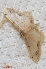 Idaea efflorata