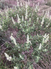 Salvia dominica