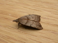 Tortricopsis euryphanella