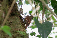 Campylorhamphus pusillus