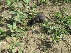 Thomomys umbrinus