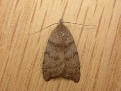 Tortricopsis euryphanella