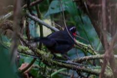 Rhodinocichla rosea