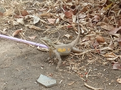Agama agama