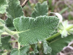 Salvia dominica