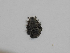 Aegomorphus quadrigibbus