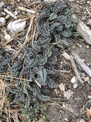 Pedicularis semibarbata charlestonensis