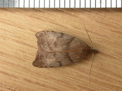 Tortricopsis euryphanella