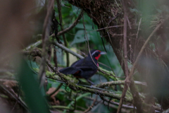 Rhodinocichla rosea