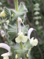 Salvia dominica