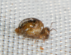 Sminthurus butcheri