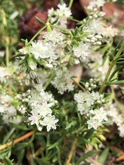 Angiospermae