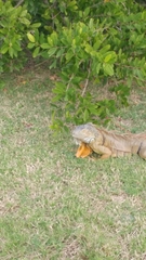 Iguana iguana