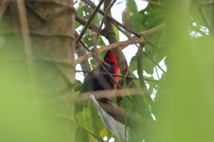 Rhodinocichla rosea