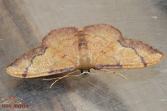 Idaea ostrinaria